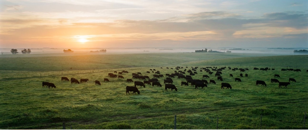 Argentine cattle at sunrise