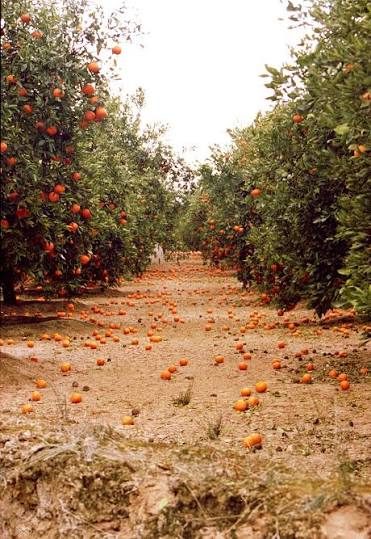 Huerto frutal, Chile