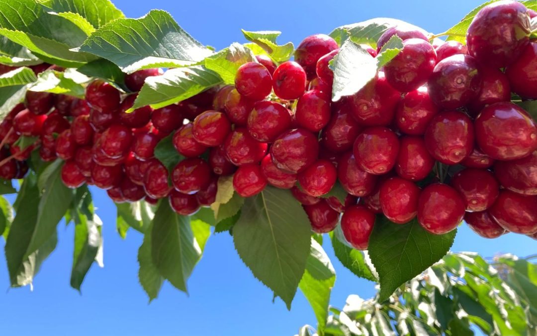 Cerezas en rama, Chile